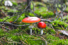 Two Poisonous Mushroom Amanita With Red Caps On Green Moss. Fly Agaric Danger To Mushroom Pickers
