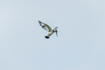 Sticker - Pied Kingfisher in flight