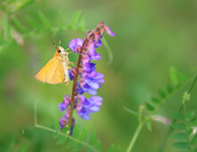 Little Brown Skipper Butterfly On Purple Flower In Meadow On Summer Day