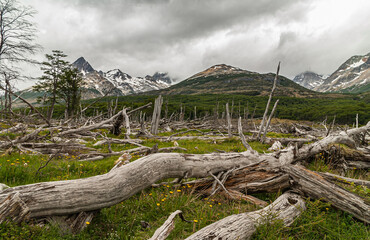 Ushuaia, Tierra del Fuego, Argentina - December 13, 2008: Martial Mountains in Nature Reserve. Closeup of gray fallen dead trees on green wetland at bottom of snow covered mountains.