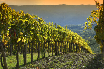 beautiful yellow rows of vineyards in autumn at sunset. Chianti Classico Area near Panzano in Chianti (Florence). Italy.