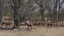 Herd Of Blesbok Or Blesbuck (Damaliscus Pygargus Phillipsi) Zimbabwe