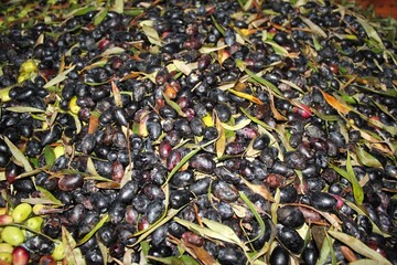 Harvested olives on the press hopper of olive oil mill located in the outskirts of Athens in Attica, Greece.