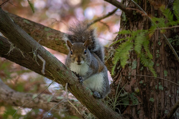 Wall Mural - Grey Squirrel in a Tree, Florida