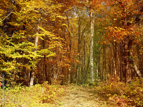 Fotomural natural background background view from the mountain to the forest below, nature