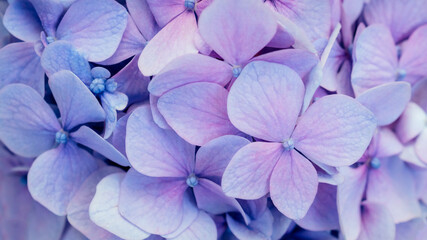 Abstract blue floral background. Purple hydrangea texture. Floral decor for presentation of natural cosmetics or perfume. Soft focus. Close up of vivid violet color flowers. Banner