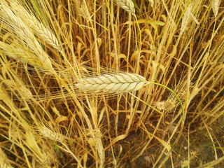 Ears of wheat on the field closeup background