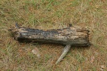 One Old Gray Charred Log Of A Tree Lies On Dry Brown And Green Grass In The Forest