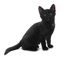  Cute young black kitty isolated  on white background