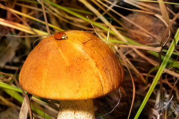 Young mushroom red-capped ( Leccinum aurantiacum mushroom or  Red-capped scaber stalk ) among dense grass. A ladybug sits on a mushroom cap.