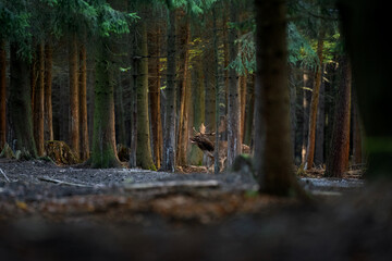 Sticker - Fallow deer during the rut. Deer moving through the forest. Fallow deer roaring in the forest territory. Europe wildlife nature in autumn. 