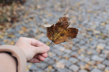 Wall Mural - Closeup of woman hand in beige coat holding maple leaf in grey cloudy day. Blurred cobblestone pavement road background. Autumn in the city concept. Cozy fall season outdoors.