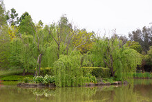 A Large Willow Tree And Red Flowers In A Pond