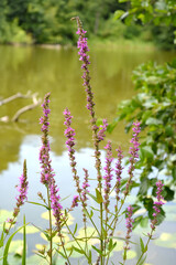 Wall Mural - Flowering bastard (Lythrum salicaria L.) grows on the shore of the lake