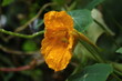 pomarańczowy kwiat nasturcji w kroplach deszczu na tle zielonych liści, duże zbliżenie, widok z boku, kwiaty w ogrodzie
