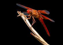 Flame Skimmer Dragonfly Against A Black Background.