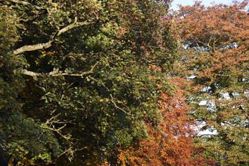 Autumn colours in the trees as the sunlight shines during golden hour at sunset in a park