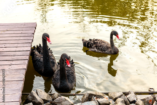 Fotografía Beautiful black swans swim along the banks of a small river