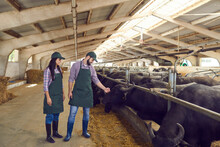 Happy Young Farmers Looking After Black Buffaloes Standing In Stables In Barn On Dairy Farm