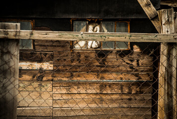 Wall Mural - Old Wood Window anв metal rusty fence. rural house background