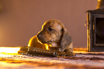 Wall Mural - Gangster brindle dachshund puppy with a gun