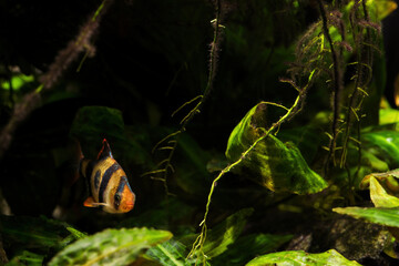 Wall Mural - Puntius tetrazona - Four-striped mullet below the surface in detail.