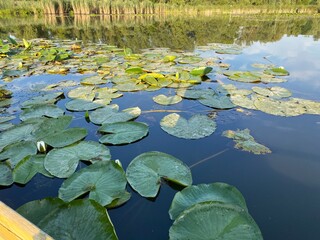 water lily in the pond