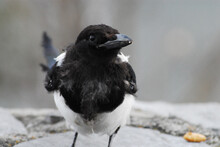 BIRDS- Extreme Head On Close Up Of A Wild Magpie In The Snow
