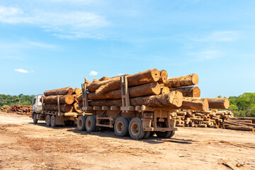 Wall Mural - Two trailer truck (road train) loaded with wood logs extracted from an area of brazilian Amazon forest.