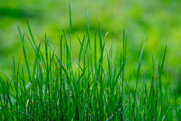 green grass background