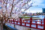 Fototapeta Tęcza - cherry blossom in the city