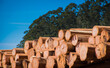 Wood Pile Timber Logs