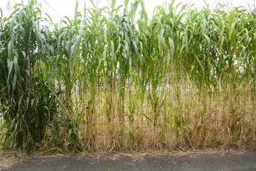 Wall Mural - Sorghum bicolor / Poaceae annual grain