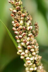 Wall Mural - Sorghum bicolor / Poaceae annual grain