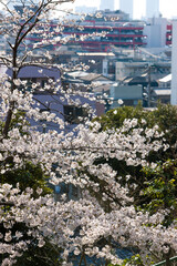 Canvas Print - 桜と住宅街