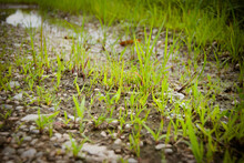 Grass And Gravel In Shallow Water