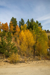 Wall Mural - Fall 2020 along Marshall Pass