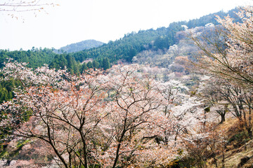 Poster - 吉野山の桜