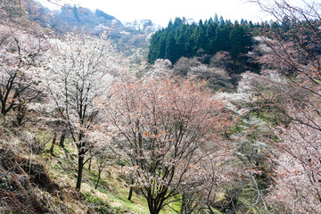 Poster - 吉野山の桜