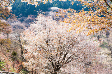 Wall Mural - 吉野山の桜