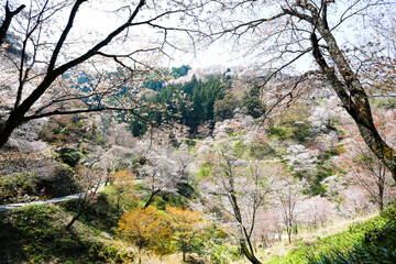 Wall Mural - 吉野山の桜