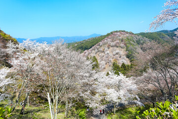 Wall Mural - 吉野山の桜