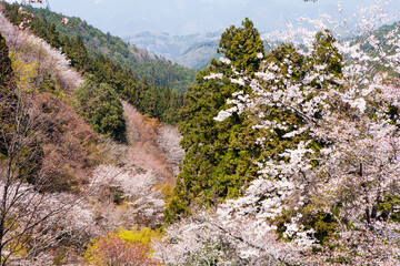 Wall Mural - 吉野山の桜