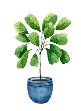 Green Houseplant In A Blue Flower Pot Isolated On White Background. Watercolor Hand-drawn Illustration. Perfect For Your Project, Prints, Cards, Covers, Posters, Decorations, Patterns, Invitations.