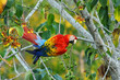 Scarlet macaw (Ara macao) eating fruit in a tree