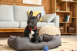 © Pixel-Shot - Cute funny dog in pet bed at home