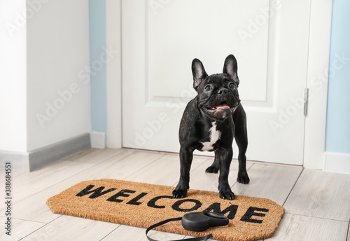 Fotomural Cute funny dog near door in hallway