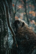 Canadian porcupine climbing around a tree