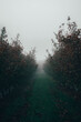 empire apple trees beside a tractor path with fog all around 