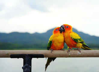 Wall Mural - Sun conure beautiful parrot couple (Aratinga solstitialis) exotic pet adorable, native to amazon standing at a wooden perch on blur background.